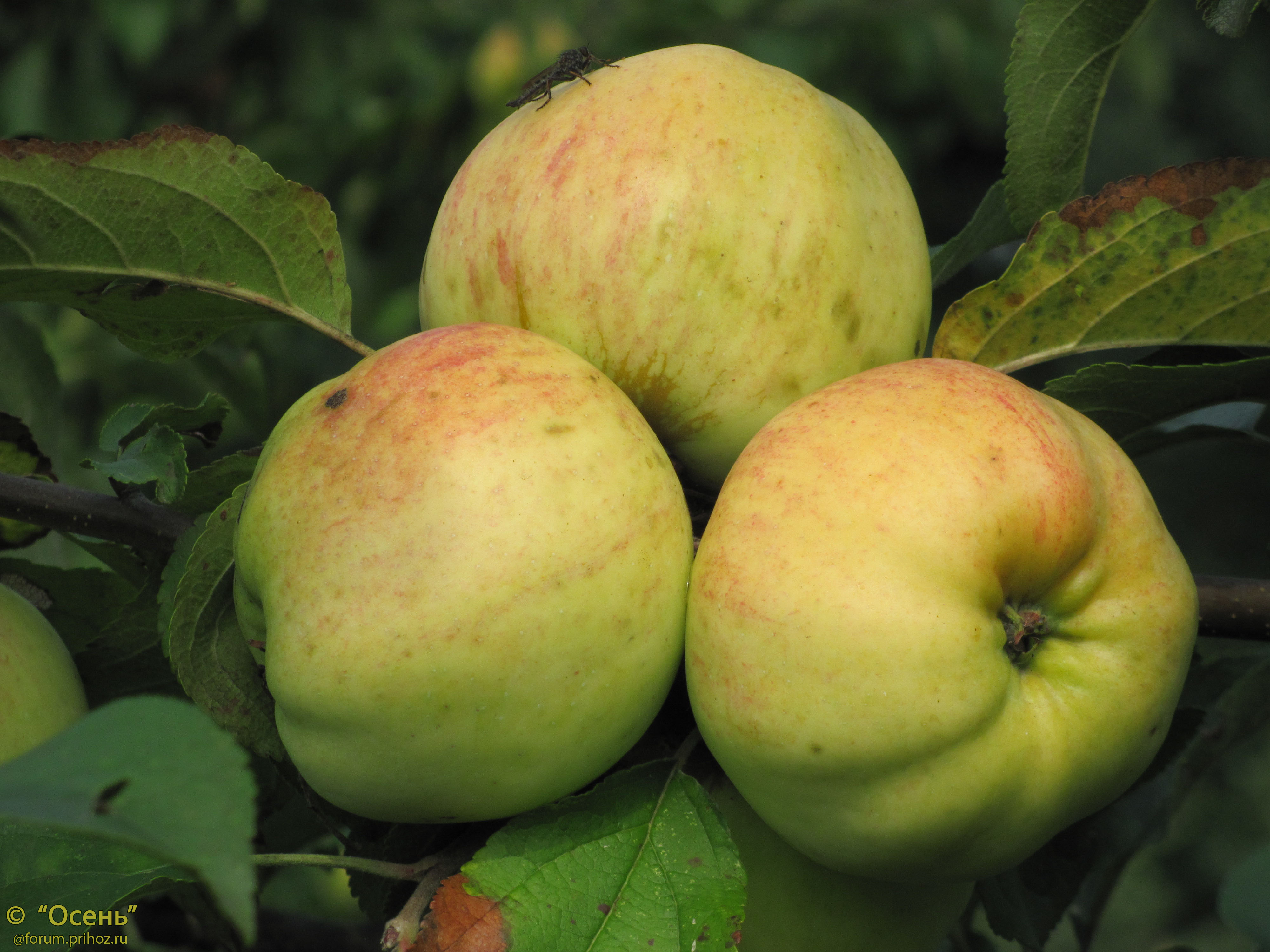 Яблоня домашняя коричное полосатое